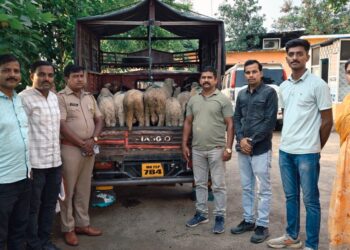 हायवेवरील चालत्या ट्रकमधून चोरलेल्या मेंढ्या २४ तासांत जप्त स्थानिक गुन्हे शाखेची धडाकेबाज कारवाई