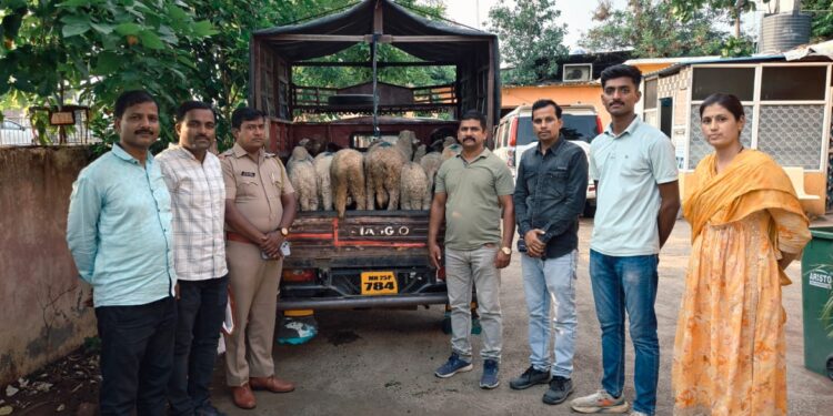 हायवेवरील चालत्या ट्रकमधून चोरलेल्या मेंढ्या २४ तासांत जप्त स्थानिक गुन्हे शाखेची धडाकेबाज कारवाई