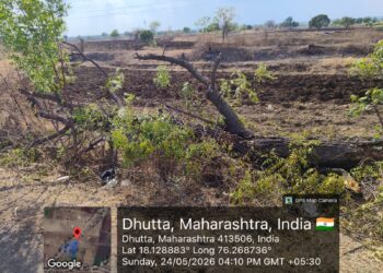 एमएसईबी लाईनच्या कामाच्या नावाखाली शेकडो झाडांची कत्तल; कारवाईची मागणी