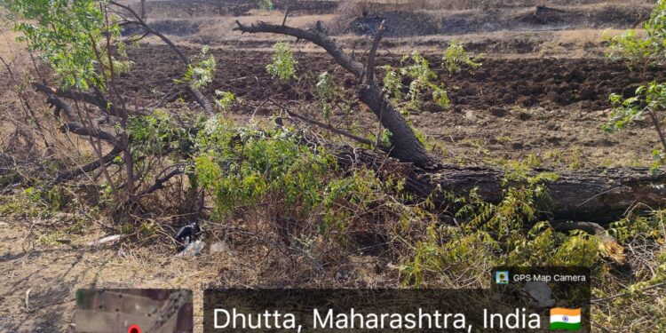 एमएसईबी लाईनच्या कामाच्या नावाखाली शेकडो झाडांची कत्तल; कारवाईची मागणी