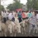 ३३ के.व्ही. सबस्टेशनच्या मागणीसाठी विद्युत वितरण कार्यालयावर गाढव मोर्चा