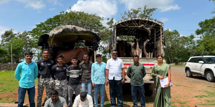 स्थानिक गुन्हे शाखेची धडक कारवाई 10 गाई, दोन पिकअपसह 18.05 लाखांचा मुद्देमाल जप्त