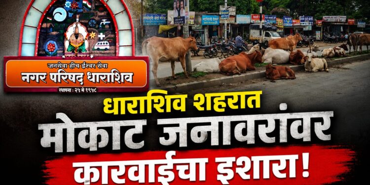 धाराशिव शहरात मोकाट जनावरांवर कारवाईचा इशारा!