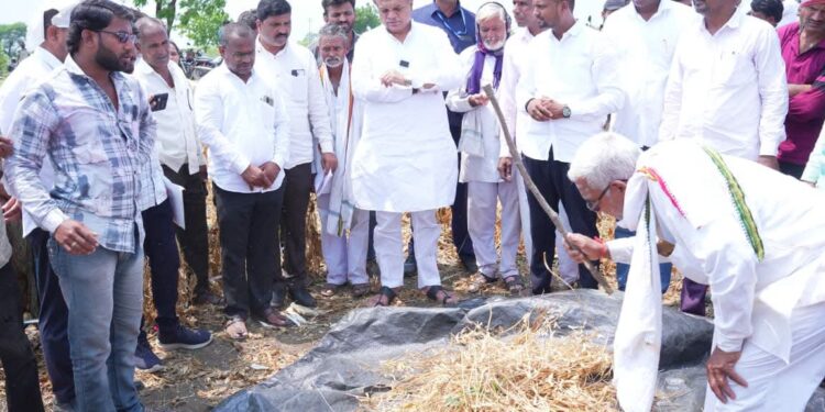 पीक कापणी प्रयोगातून नुकसानीचे प्रत्यक्ष चित्र समोर येणार